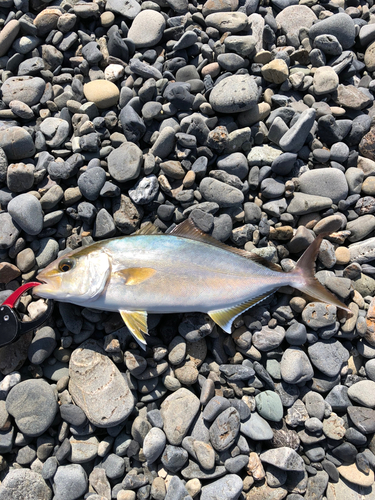 ショゴの釣果