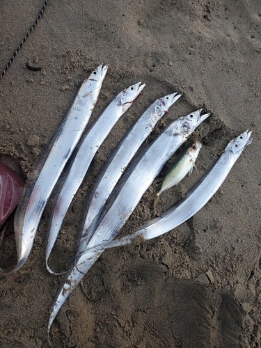 タチウオの釣果