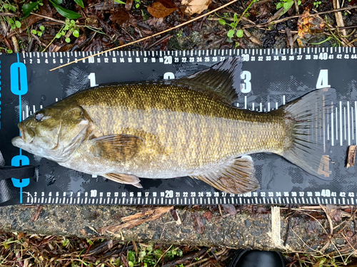 スモールマウスバスの釣果