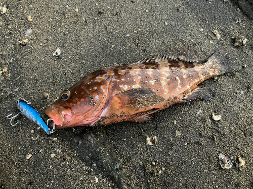 アコウの釣果