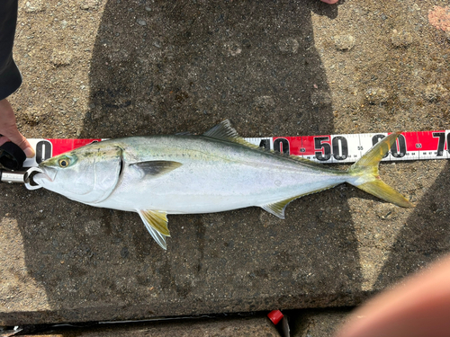 メジロの釣果