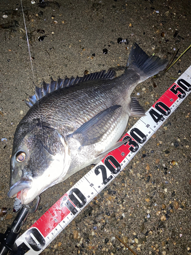 クロダイの釣果