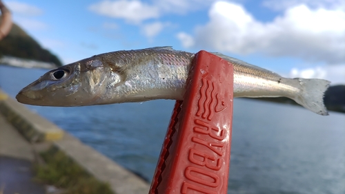 キスの釣果