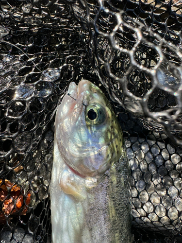 ニジマスの釣果