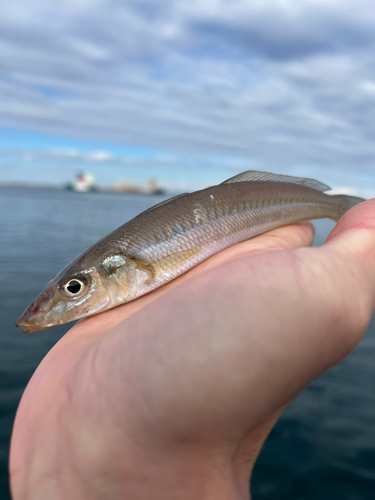 キスの釣果