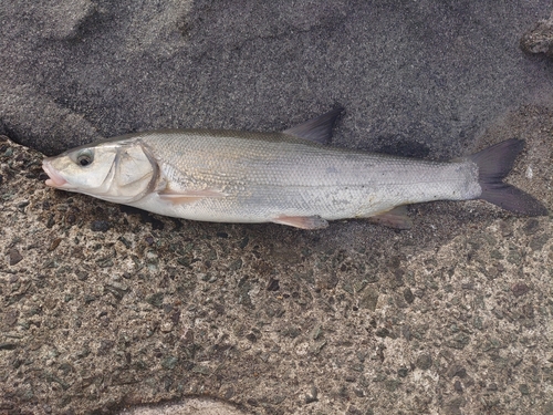 ウグイの釣果