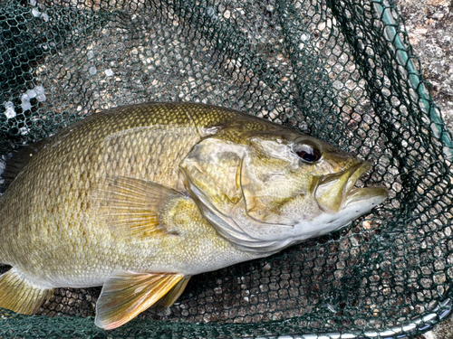 スモールマウスバスの釣果