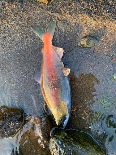 ヒメマスの釣果