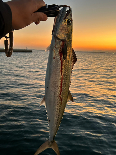 サゴシの釣果