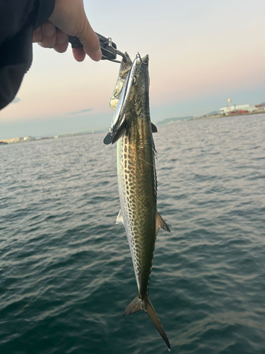 サゴシの釣果