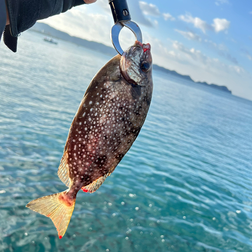 アイゴの釣果