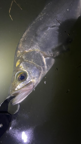 ヒラスズキの釣果