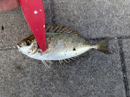 アイゴの釣果