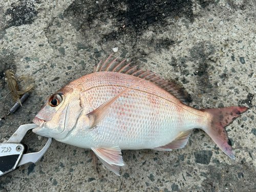 マダイの釣果