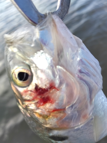 コノシロの釣果