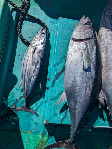 ビンチョウマグロの釣果