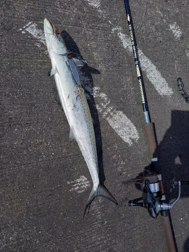 サワラの釣果