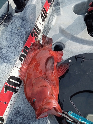 アザハタの釣果