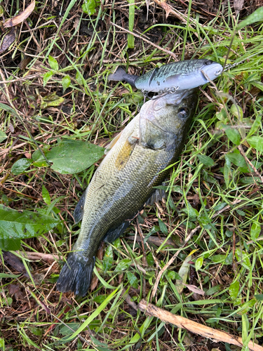 ブラックバスの釣果