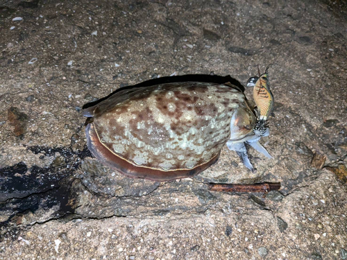 モンゴウイカの釣果