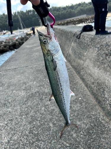 サゴシの釣果