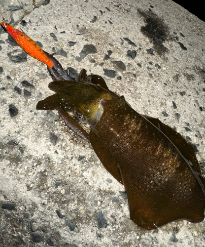 アオリイカの釣果