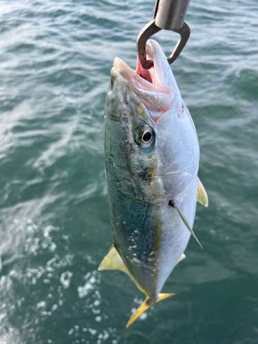 イナダの釣果