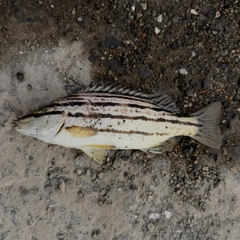 シマイサキの釣果