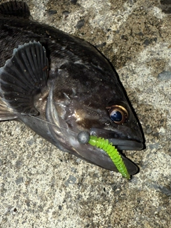 クロソイの釣果