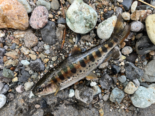 ヤマメの釣果