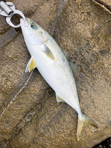 ワカシの釣果