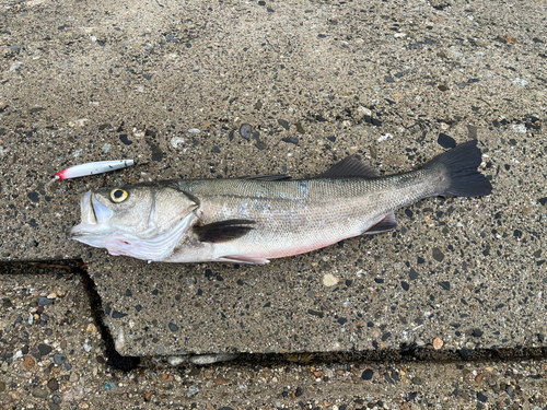 スズキの釣果