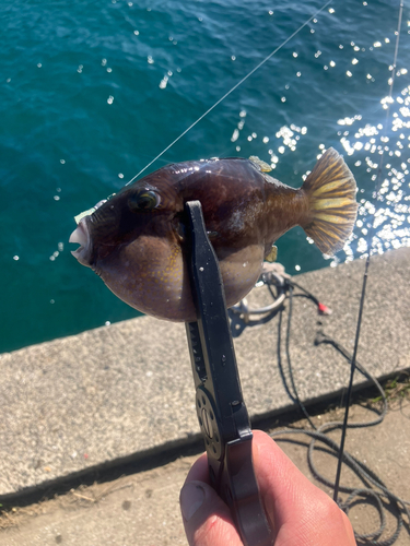 キタマクラの釣果