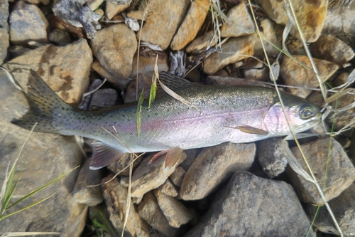 ニジマスの釣果