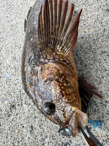 アイナメの釣果