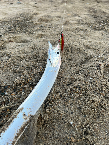 タチウオの釣果