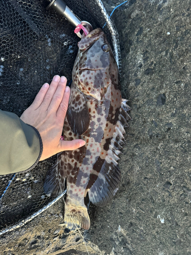 チャイロマルハタの釣果