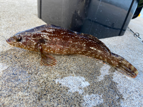 クジメの釣果