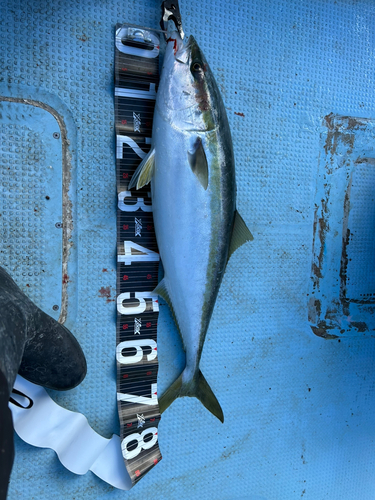 ワラサの釣果