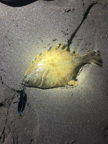 ヌマガレイの釣果