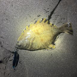 ヌマガレイ