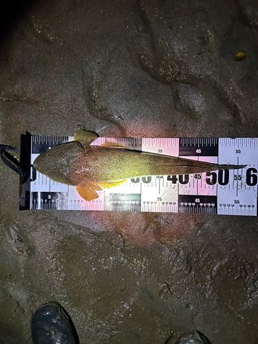 マゴチの釣果