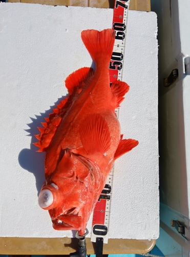 アコウダイの釣果