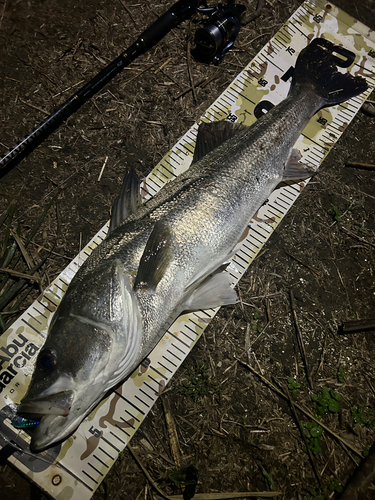 シーバスの釣果