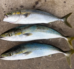 ハマチの釣果