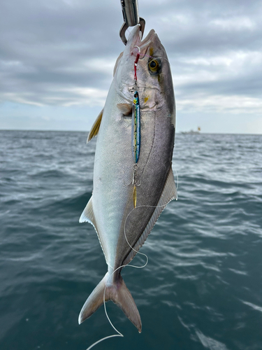 ショゴの釣果