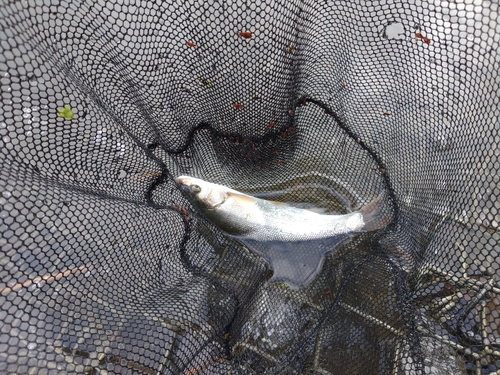 ウグイの釣果