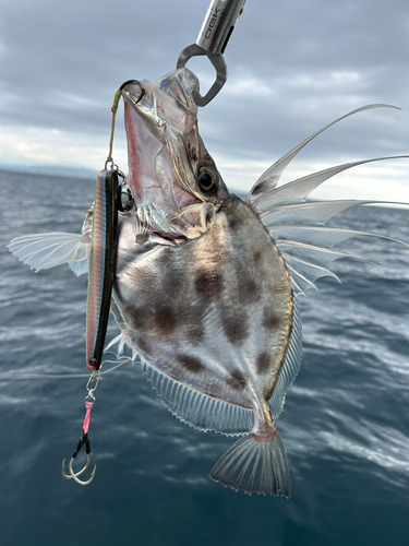 カガミダイの釣果