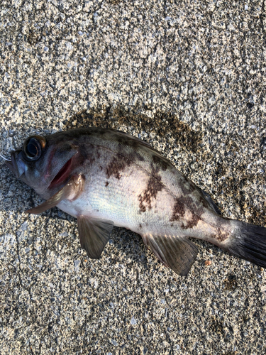 シロメバルの釣果