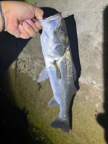 フッコ（マルスズキ）の釣果